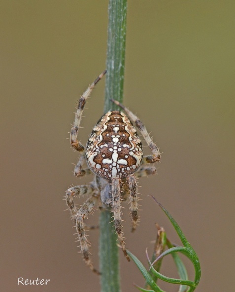 Gartenkreuzspinne (Araneus diadematus)